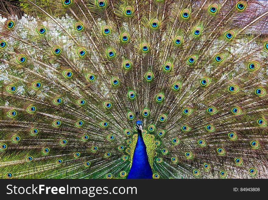 Close-up of Peacock Feathers