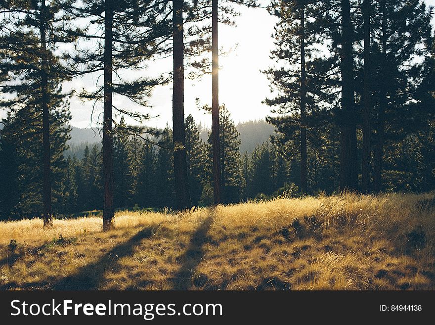 Sunshine on a clearing in an evergreen forest. Sunshine on a clearing in an evergreen forest.