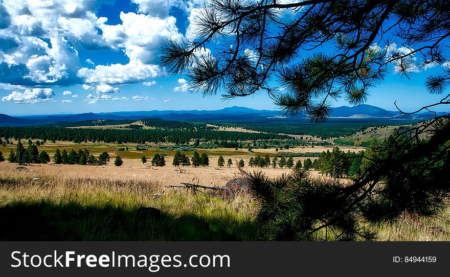 A panoramic view of a landscape through pine tree branches. A panoramic view of a landscape through pine tree branches.