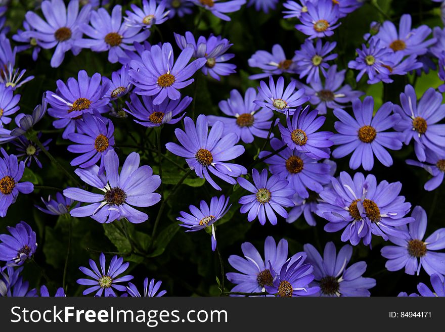 A background of blooming violet flowers.