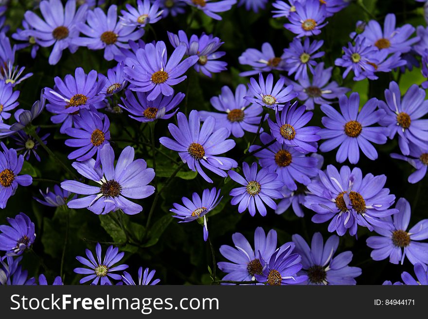 Violet Flowers