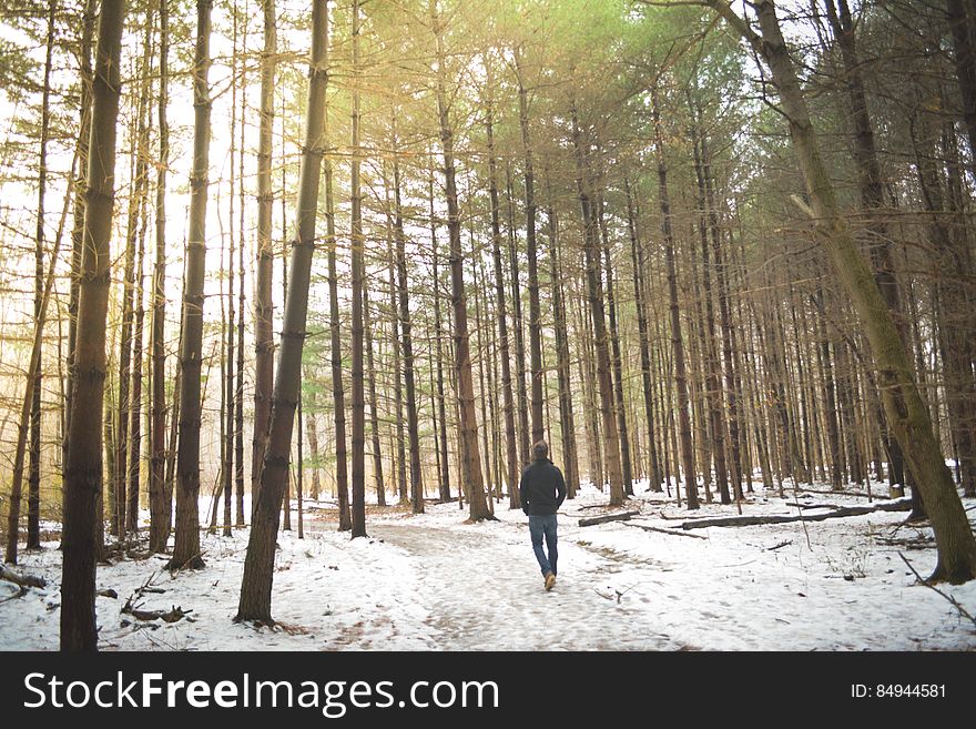 Person Walking In Winter Forest