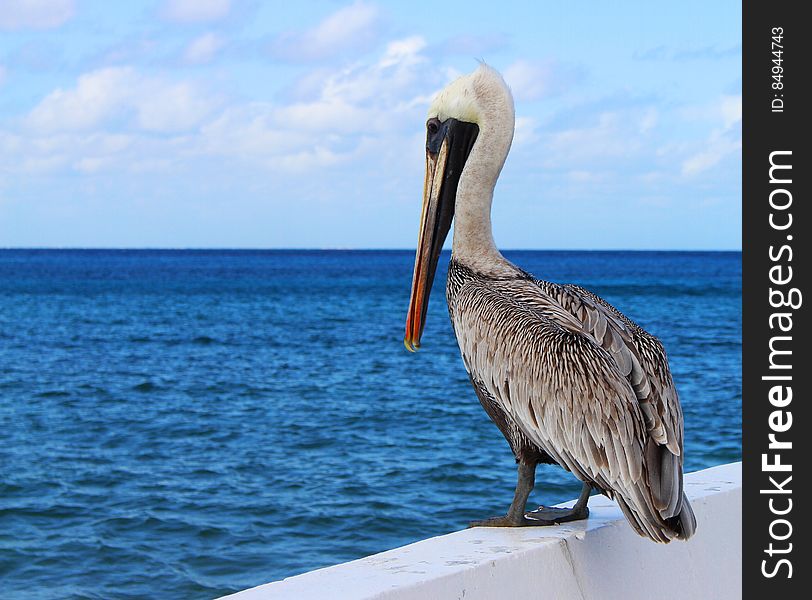 A pelican standing on a railing at the sea. A pelican standing on a railing at the sea.