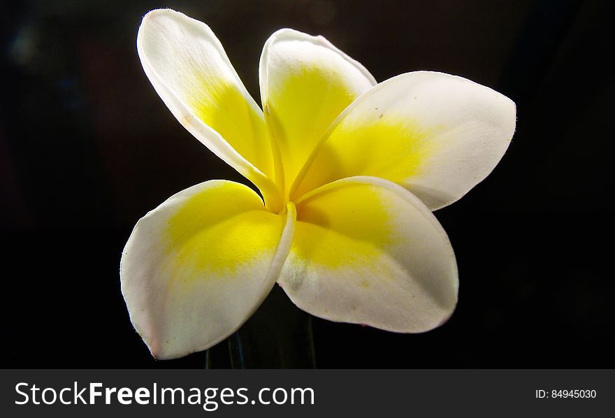 White And Yellow Flower