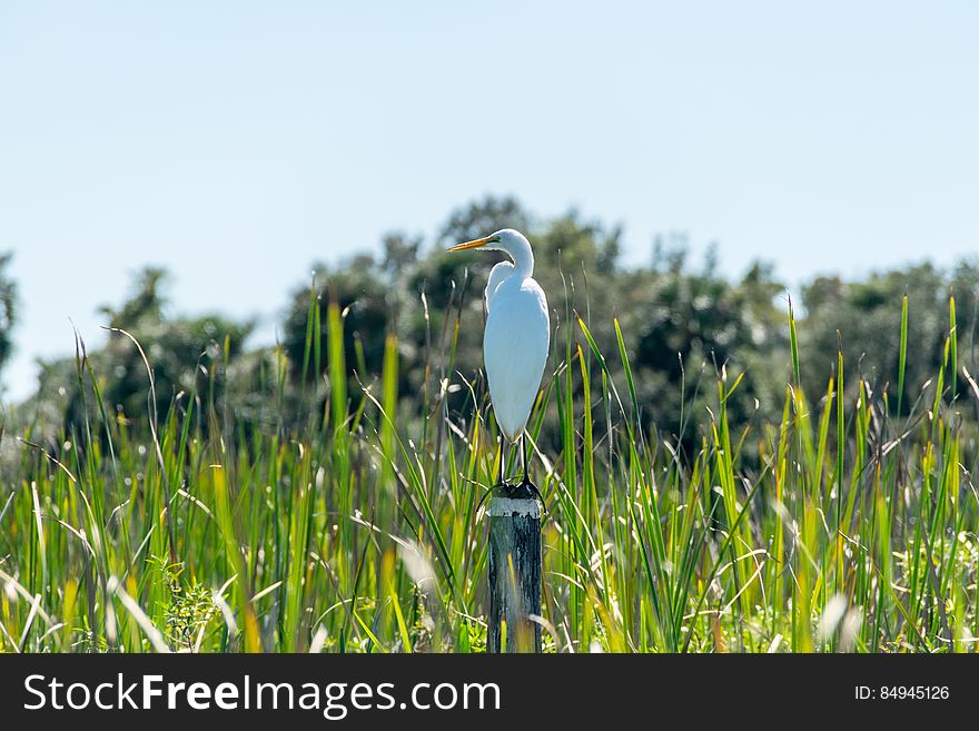 White and Yellow Bird on Pole Beside Grasses during Daytime