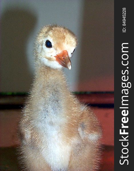 A 5-day old whooper. He can already catch crickets &#x28;though sometimes they get away!&#x29;, and he&#x27;s learned to eat crumbles from a bowl. His &quot;mother&quot; and &quot;father&quot; are a stuffed model and a puppet head in his pen, but he has a live whooper adult as a neighbor next door. Watching that adult will help him learn how to be a whooper himself. Everything the chick is exposed toâ€”the stuffed model, the puppet, and the live adultâ€”helps in proper imprinting. &#x28;Photo by Damien Ossi, USGS&#x29; Learn more about USGS Whooper Restoration at www.pwrc.usgs.gov/. A 5-day old whooper. He can already catch crickets &#x28;though sometimes they get away!&#x29;, and he&#x27;s learned to eat crumbles from a bowl. His &quot;mother&quot; and &quot;father&quot; are a stuffed model and a puppet head in his pen, but he has a live whooper adult as a neighbor next door. Watching that adult will help him learn how to be a whooper himself. Everything the chick is exposed toâ€”the stuffed model, the puppet, and the live adultâ€”helps in proper imprinting. &#x28;Photo by Damien Ossi, USGS&#x29; Learn more about USGS Whooper Restoration at www.pwrc.usgs.gov/.