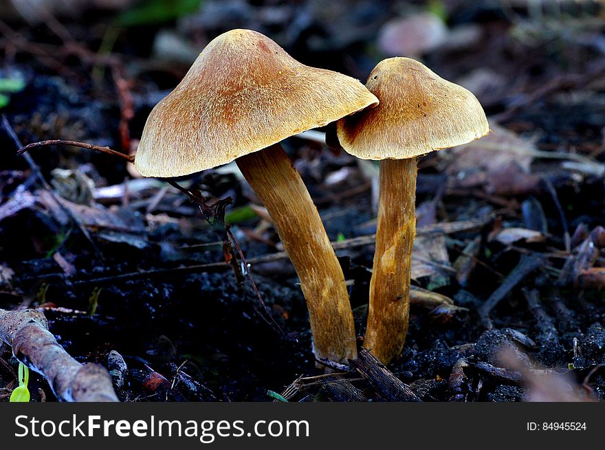 Cortinarius is one of the largest mushroom families, but due to the large amount of inedible and toxic species, most authors recommend not eating any Cortinarius. Cortinarius is one of the largest mushroom families, but due to the large amount of inedible and toxic species, most authors recommend not eating any Cortinarius.