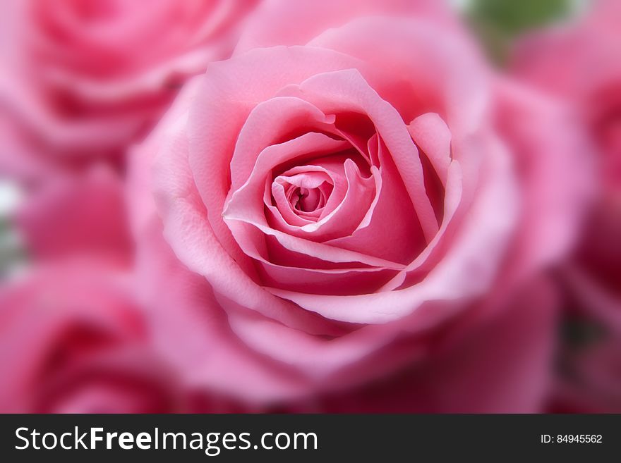 Pink Rose in Close Up View Image