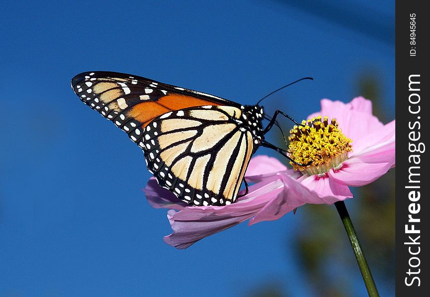 Monarch butterfly on Cosmos.