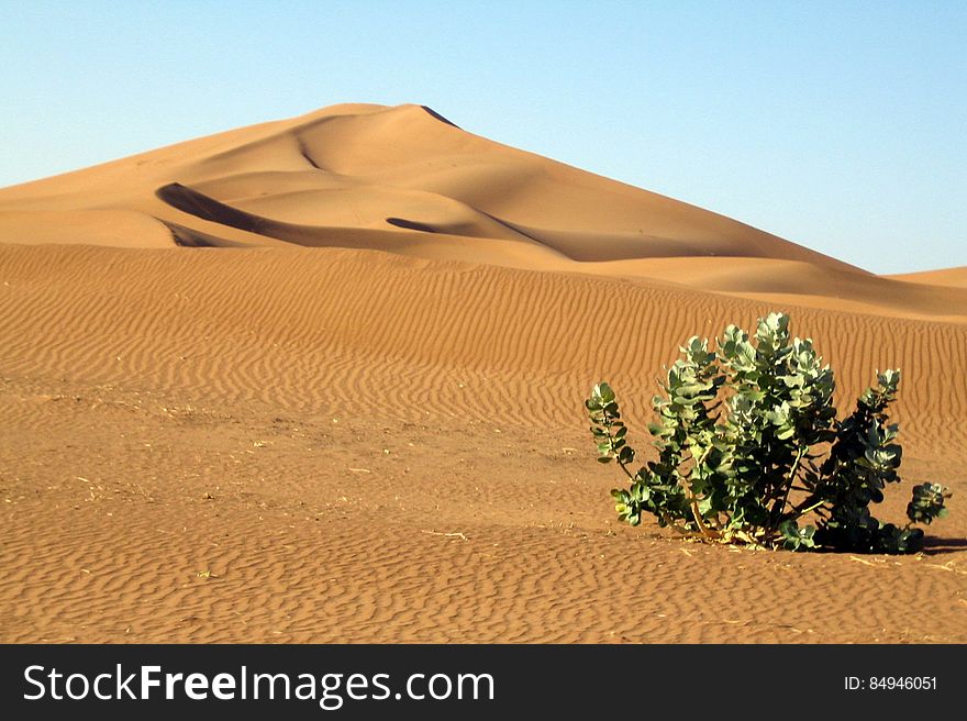 Lonely plant in the desert