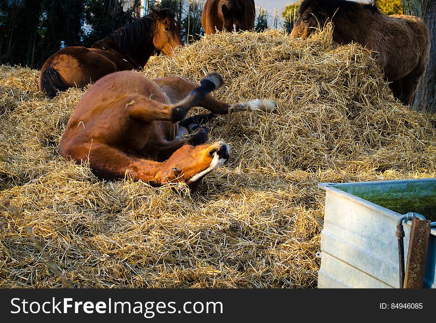 A horse rolling in hay.