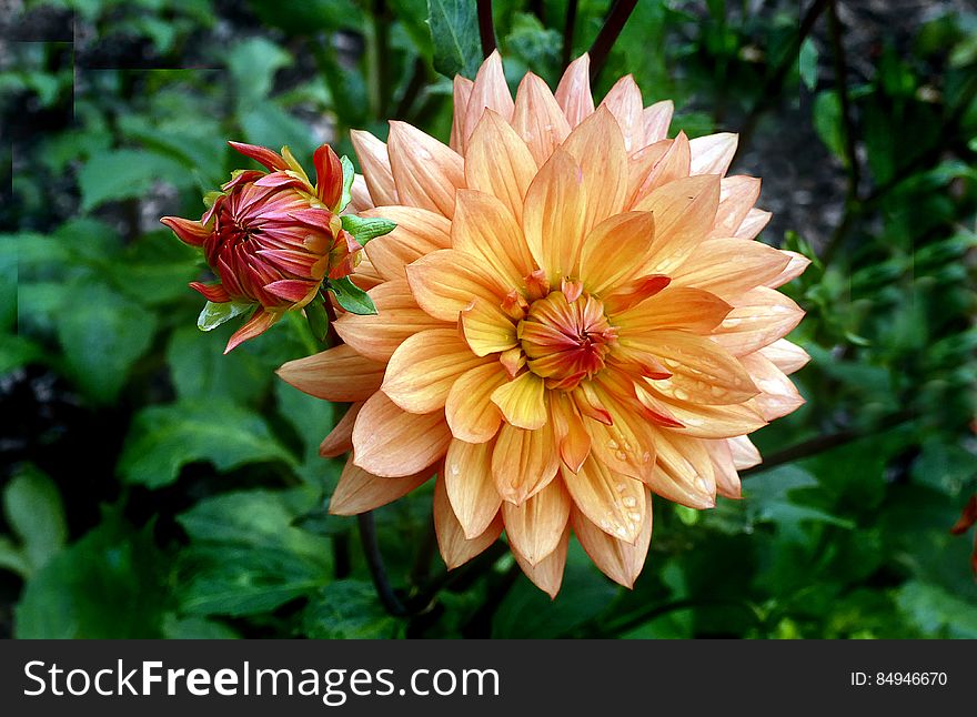 Dahlia plants are amazing, another example of horticultural magic. The dinner plate types can grow a full metre high in just a few months while producing blooms almost 30 cm across. Underground, the same thing is happening. Should you decide to dig up your dahlia tubers at the end of the season, you&#x27;ll be impressed with what&#x27;s been happing under the soil surface. Dahlia plants are amazing, another example of horticultural magic. The dinner plate types can grow a full metre high in just a few months while producing blooms almost 30 cm across. Underground, the same thing is happening. Should you decide to dig up your dahlia tubers at the end of the season, you&#x27;ll be impressed with what&#x27;s been happing under the soil surface.