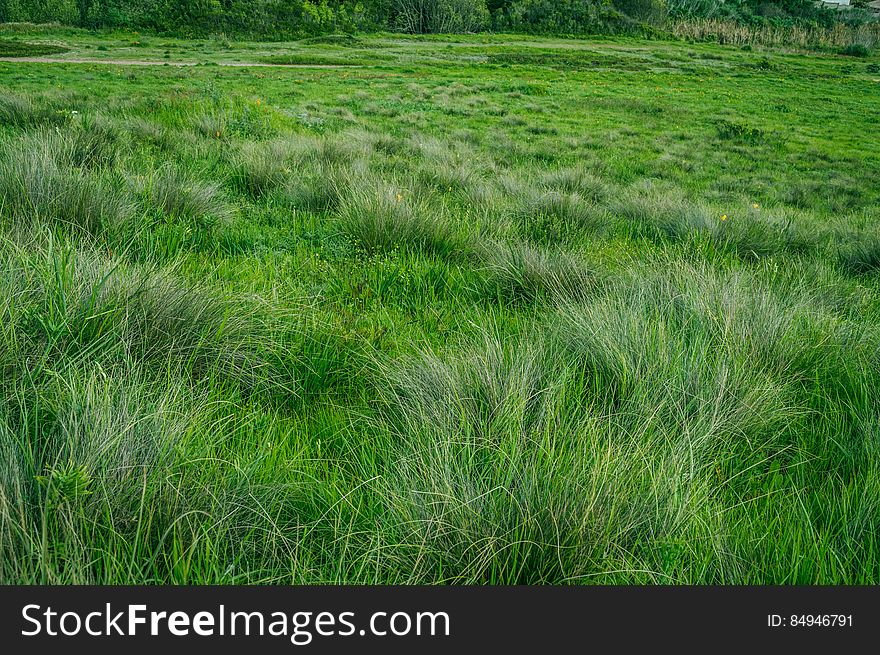 Green Grass In Field