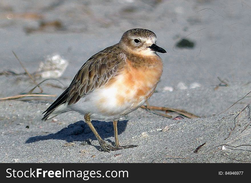 The New Zealand dotterel is a familiar bird of sandy east coast beaches in the northern North Island, but is sparsely distributed around much of the rest of the country. There are two widely separated subspecies: the northern New Zealand dotterel is more numerous, and breeds around the North Island; the southern New Zealand dotterel was formerly widespread in the South Island, and now breeds only on Stewart Island. Southern New Zealand dotterels are larger, heavier, and darker than northern New Zealand dotterels. The New Zealand dotterel is a familiar bird of sandy east coast beaches in the northern North Island, but is sparsely distributed around much of the rest of the country. There are two widely separated subspecies: the northern New Zealand dotterel is more numerous, and breeds around the North Island; the southern New Zealand dotterel was formerly widespread in the South Island, and now breeds only on Stewart Island. Southern New Zealand dotterels are larger, heavier, and darker than northern New Zealand dotterels.