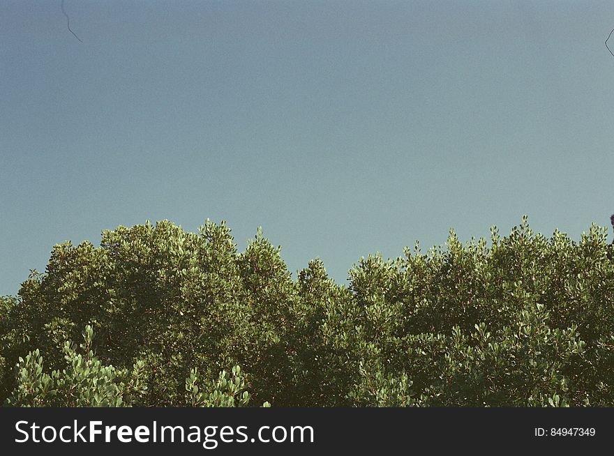 Tree Tops On Blue Sky