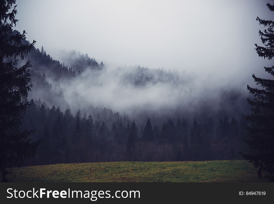 Fog Over A Forest
