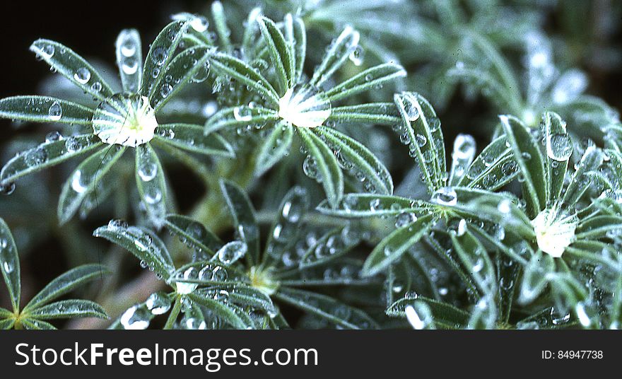 lupine leaves with water drops 1