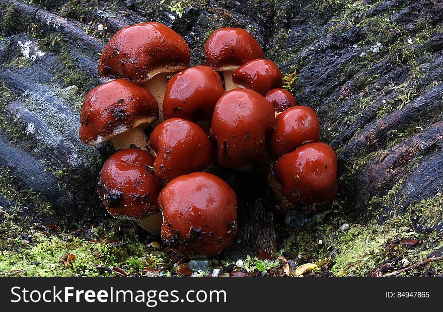 Kingdom: Fungi Division:Basidiomycota Class:Agaricomycetes Order:Cortinariales or Agaricales Family:Strophariaceae Genus:Hypholoma Species: H. sublateritium Binomial name Hypholoma sublateritium Common name: Brick woodtuft, These fungi are found on stumps and fallen logs. It can be seen as a cluster of red brown mushrooms growing from the soil but they will be growning on buried wood. The cap is from 20 - 70mm. Initially it is capped then becomes flatterned. Kingdom: Fungi Division:Basidiomycota Class:Agaricomycetes Order:Cortinariales or Agaricales Family:Strophariaceae Genus:Hypholoma Species: H. sublateritium Binomial name Hypholoma sublateritium Common name: Brick woodtuft, These fungi are found on stumps and fallen logs. It can be seen as a cluster of red brown mushrooms growing from the soil but they will be growning on buried wood. The cap is from 20 - 70mm. Initially it is capped then becomes flatterned.