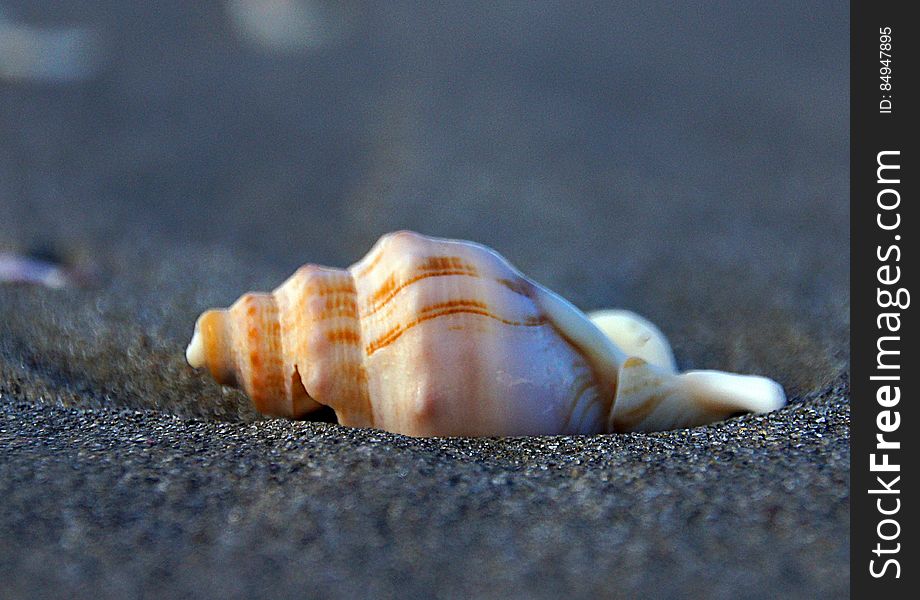 Whelks are snails, but you can easily conjure up an image of a whelk if you think of the term &#x27;sea shell.&#x27; There are over 50 species of whelks,. Whelks are snails, but you can easily conjure up an image of a whelk if you think of the term &#x27;sea shell.&#x27; There are over 50 species of whelks,