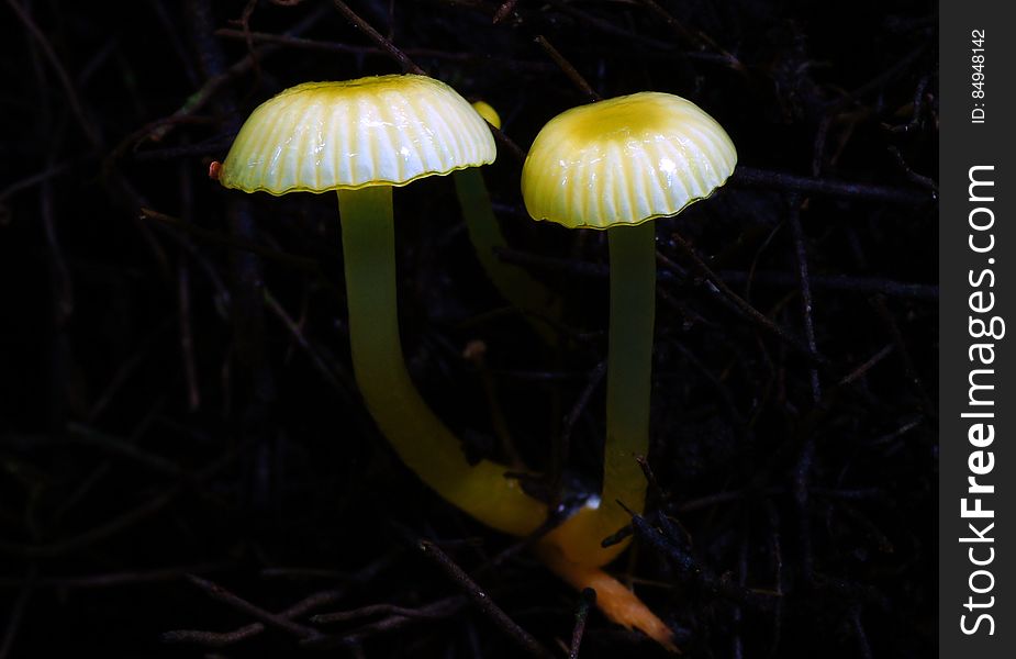 Yellow waxgill or Hygrocybecerinolutea. Found in the broadleaf - conifer forest of New Zealand. Yellow waxgill or Hygrocybecerinolutea. Found in the broadleaf - conifer forest of New Zealand