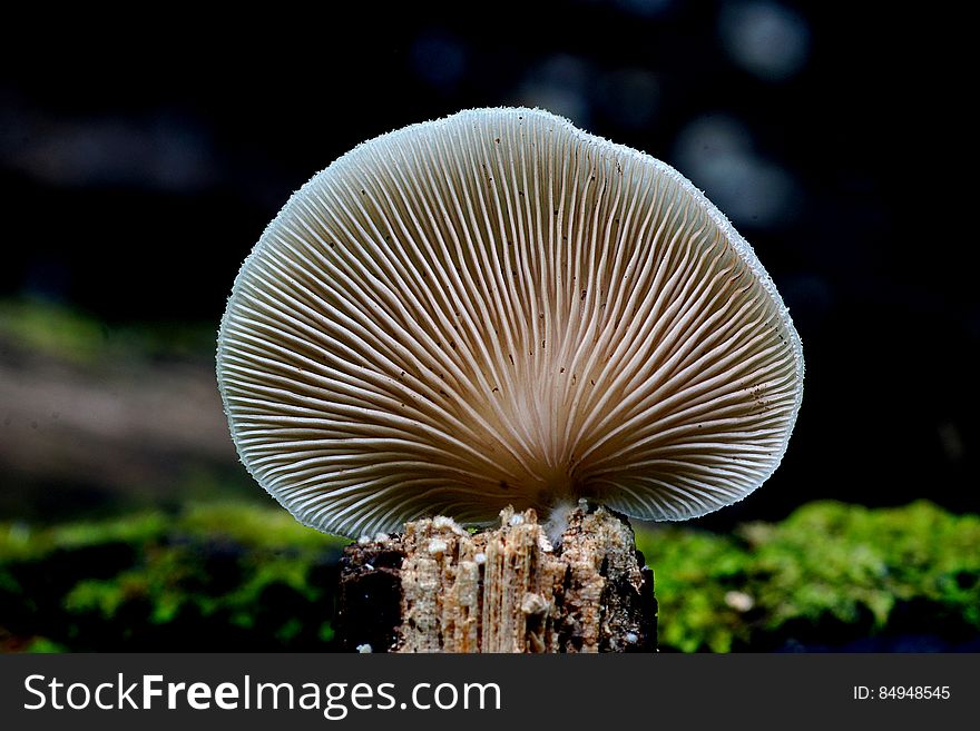 Crepidotus versutus, commonly known as the evasive agaric, is a species of fungi in the family Crepidotaceae. It is saprobic on wood, like other Crepidotus species, but it can also decompose herbaceous forest litter.