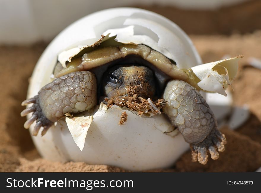 Baby Desert Tortoise — Here&#x27;s your &quot;awwwwwwww, so cute!&quot; moment for the day...nothing tops this one. Here we see a a desert tortoise &#x28;Gopherus agassizii&#x29; hatching from its egg, as photographed by one of our USGS scientists at the Western Ecological Research Center. USGS studies the life history and ecology of the desert tortoise, which is a federally listed threatened species only found in the Mojave Desert. Young tortoises are especially prone to predators like dogs and ravens, whose numbers can increase around areas of human activity and structures. Adult tortoises can be killed by car traffic, ingesting trash, and wildfires, and are affected by loss of habitat from urban and industrial development, cutting short their potential lifespan of 100 years. USGS research on desert tortoises are helping federal and state management agencies improve land use and conservation plans, and balance the recovery of this threatened species with other resource use priorities in the Mojave Desert landscape. Watch a video of a Desert Tortoise hatching at bit.ly/USGSTortoise. Photo Credit: K. Kristina Drake, USGS.