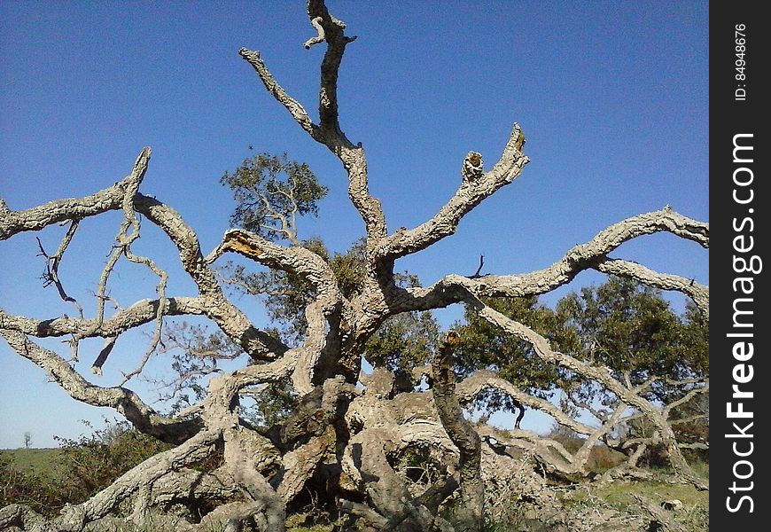 A dead tree with gnarled branches.