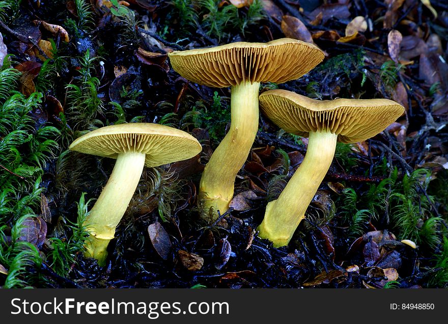 Cortinarius chrysma Common name: None Found: Nothofagus Forests Substrate: Ground Spore: BrownHeight: 80 mm Width: 30 - 60 mm Season: Autumn Edible: No