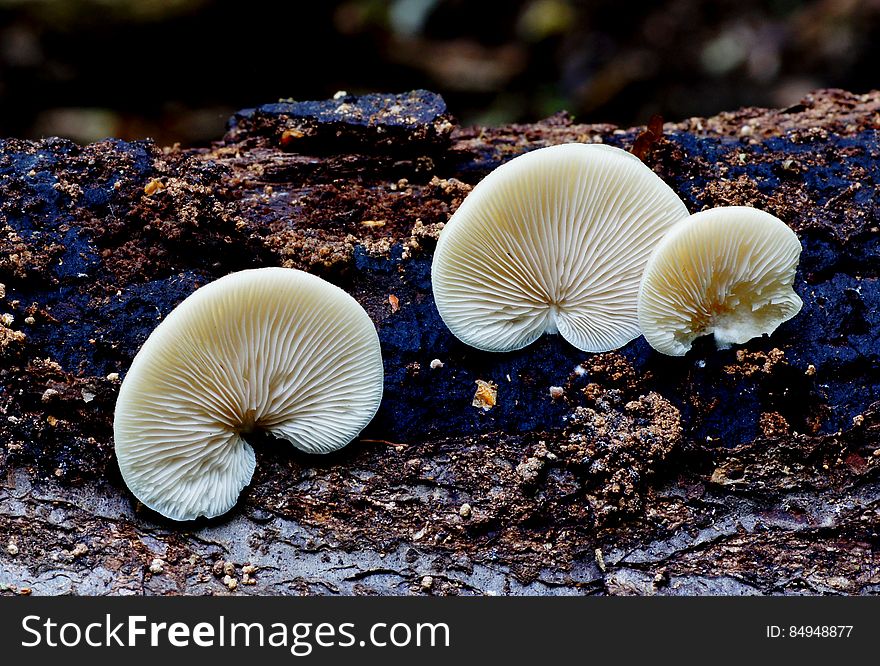 Crepidotus versutus, commonly known as the evasive agaric, is a species of fungi in the family Crepidotaceae. It is saprobic on wood, like other Crepidotus species, but it can also decompose herbaceous forest litter. The species is characterized by large, punctate, spores, and the white, hairy pileus.