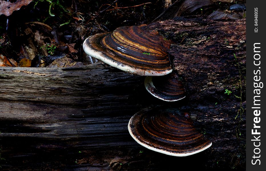 Bracket fungi, or shelf fungi, are among the many groups of fungi that comprise the phylum Basidiomycota. Characteristically, they produce shelf- or bracket-shaped fruiting bodies called conks that lie in a close planar grouping of separate or interconnected horizontal rows. Brackets can range from only a single row of a few caps, to dozens of rows of caps that can weigh several hundred pounds. They are mainly found on trees &#x28;living and dead&#x29; and coarse woody debris, and may resemble mushrooms. Some form annual fruiting bodies while others are perennial and grow larger year after year. Bracket fungi are typically tough and sturdy and produce their spores, called basidiospores, within the pores that typically make up the undersurface. Bracket fungi, or shelf fungi, are among the many groups of fungi that comprise the phylum Basidiomycota. Characteristically, they produce shelf- or bracket-shaped fruiting bodies called conks that lie in a close planar grouping of separate or interconnected horizontal rows. Brackets can range from only a single row of a few caps, to dozens of rows of caps that can weigh several hundred pounds. They are mainly found on trees &#x28;living and dead&#x29; and coarse woody debris, and may resemble mushrooms. Some form annual fruiting bodies while others are perennial and grow larger year after year. Bracket fungi are typically tough and sturdy and produce their spores, called basidiospores, within the pores that typically make up the undersurface.