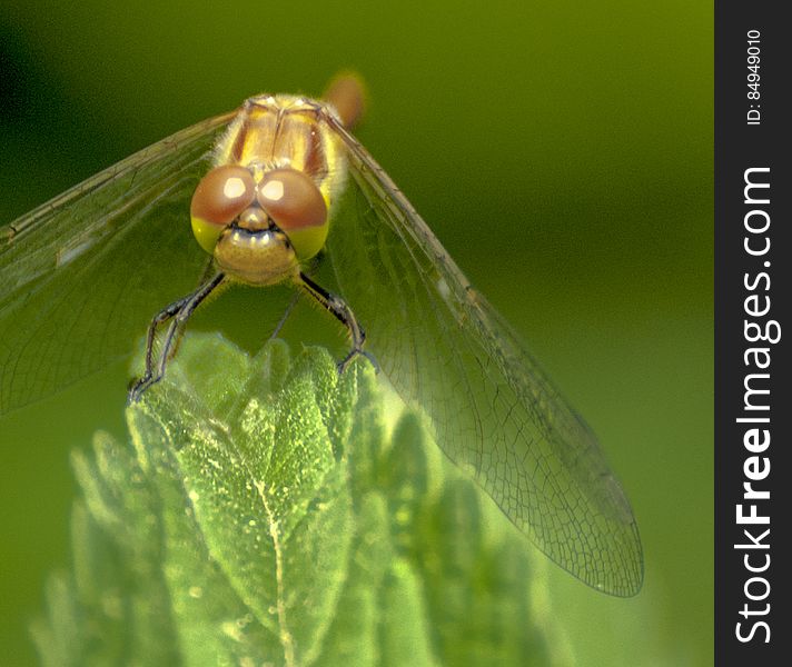 A dragonfly perching on a green leaf. A dragonfly perching on a green leaf.