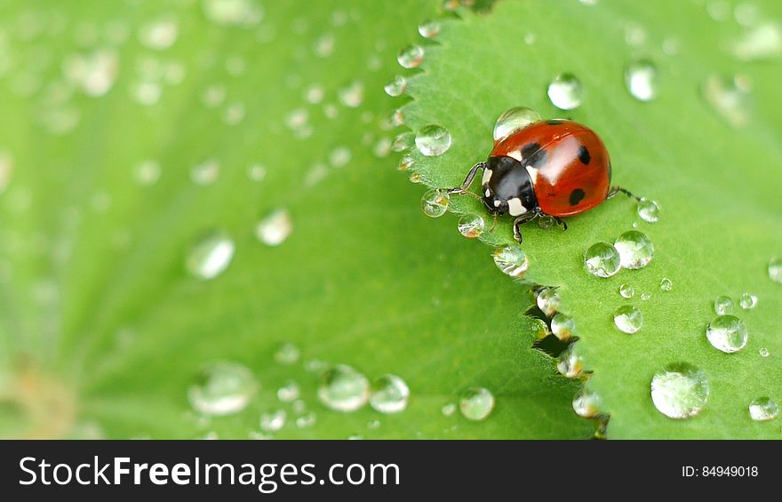 ladybug expedition