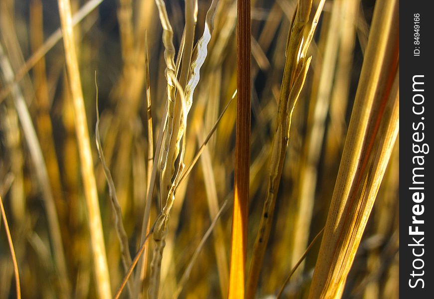 Macro Of Yellow Grass Stalks