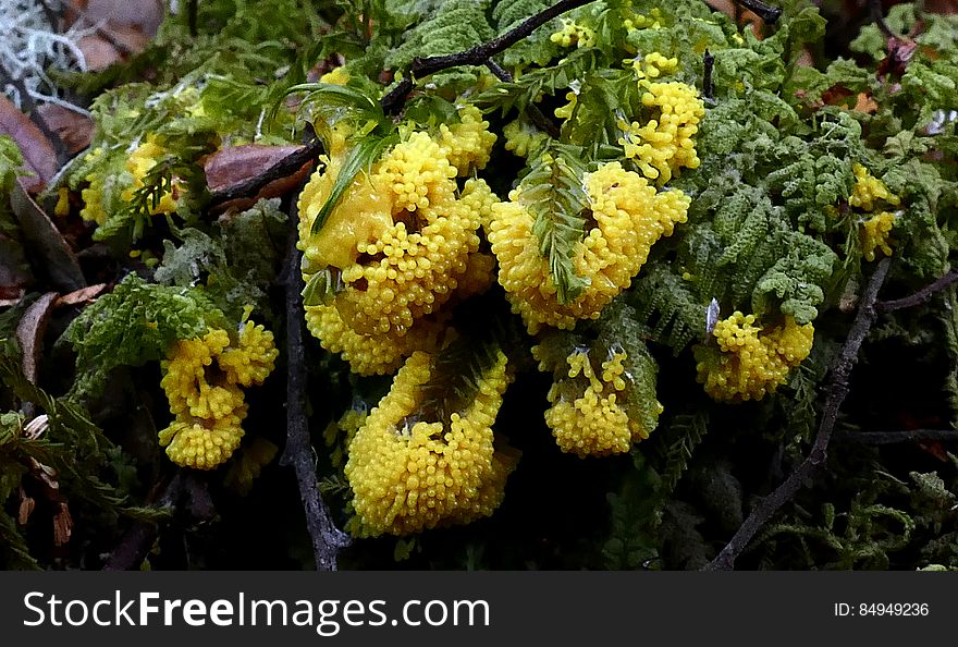 Physarum polycephalum, literally the &#x22;many-headed slime&#x22;, is a slime mold that inhabits shady, cool, moist areas, such as decaying leaves and logs. Like slime molds in general, it is sensitive to light; in particular, light can repel the slime mold and be a factor in triggering spore growth. Physarum polycephalum, literally the &#x22;many-headed slime&#x22;, is a slime mold that inhabits shady, cool, moist areas, such as decaying leaves and logs. Like slime molds in general, it is sensitive to light; in particular, light can repel the slime mold and be a factor in triggering spore growth.