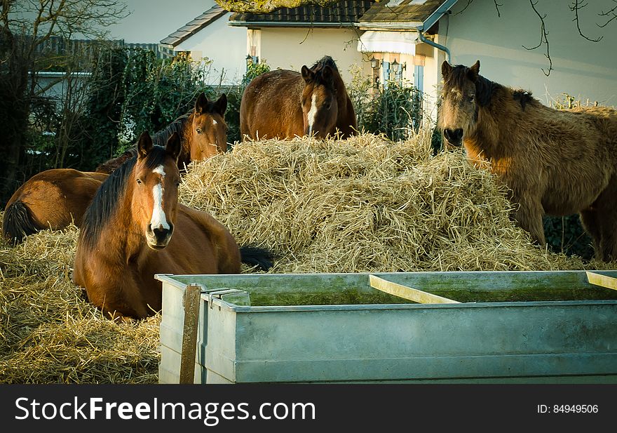 Horses Eating Dried Hay