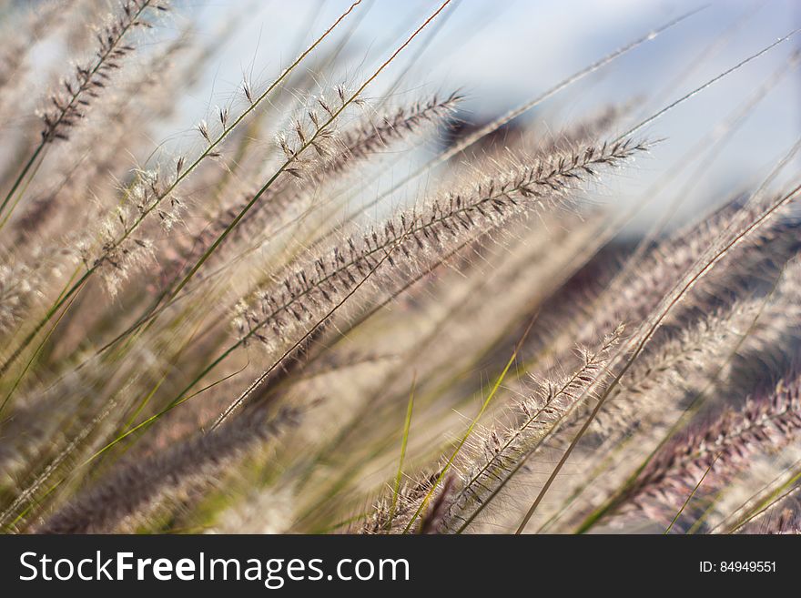 Macro Of Grass