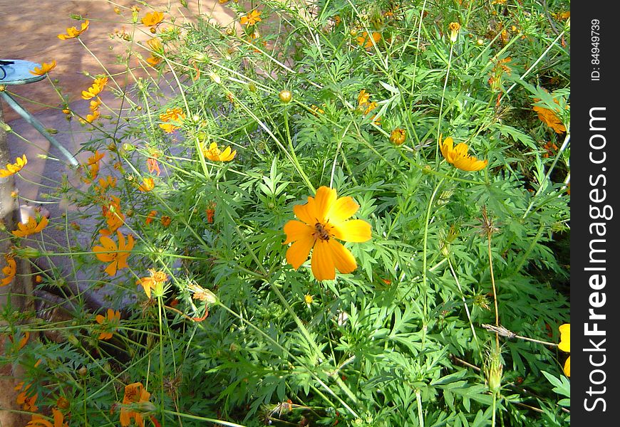 A Honeybee In A Flower