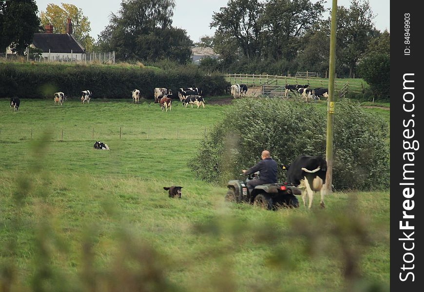 and his Quad Bike. Some days all the cows will rise up as one and walk to the milking parlour unaided. Other days they need some encouragement. This was an &#x22;other&#x22; day. Seen from the towpath of the Trent & Mersey Canal on 05/10/2016 Wheelock, Sandbach, Cheshire. and his Quad Bike. Some days all the cows will rise up as one and walk to the milking parlour unaided. Other days they need some encouragement. This was an &#x22;other&#x22; day. Seen from the towpath of the Trent & Mersey Canal on 05/10/2016 Wheelock, Sandbach, Cheshire.