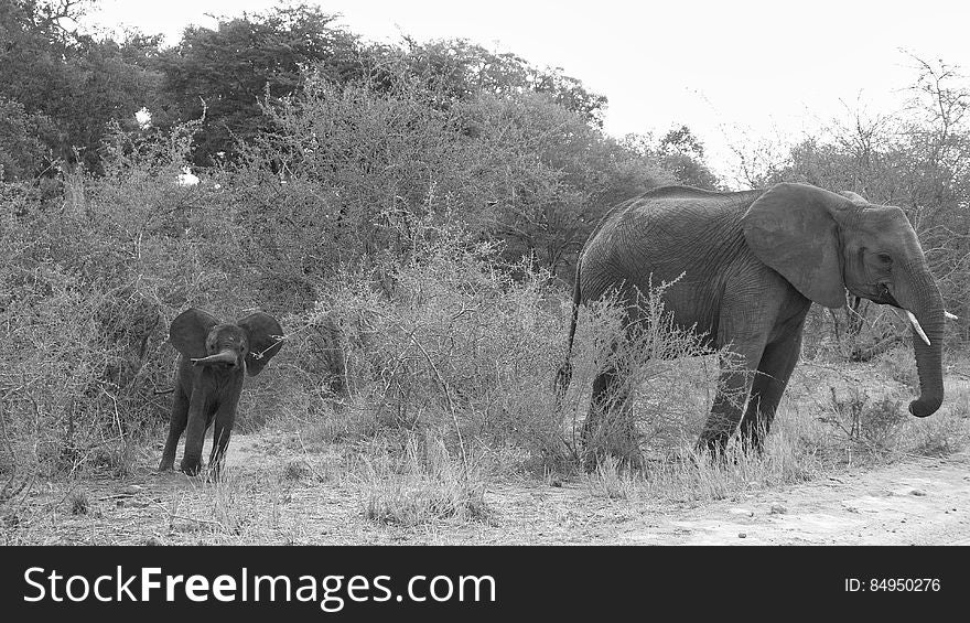 elephant south africa Makutsi Safari Lodge. elephant south africa Makutsi Safari Lodge