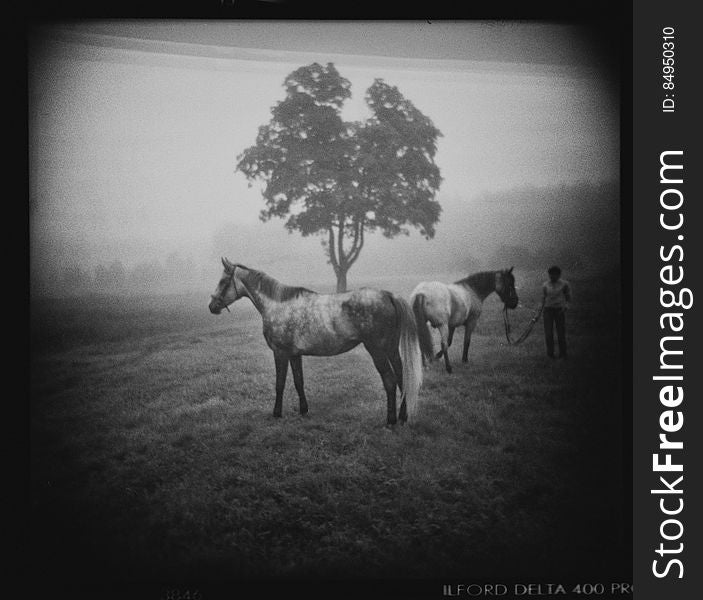 Two Horses In Fog