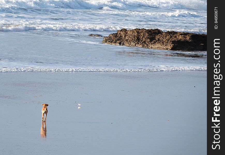 This dog was trying very hard to catch a seagull on the beach, while avoiding the waves. It was funny to watch, but she ended up giving up. - Morocco January 2014. Went to visit my grandma in Essauouira for the 2nd time since she moved there. Had a great time!. This dog was trying very hard to catch a seagull on the beach, while avoiding the waves. It was funny to watch, but she ended up giving up. - Morocco January 2014. Went to visit my grandma in Essauouira for the 2nd time since she moved there. Had a great time!