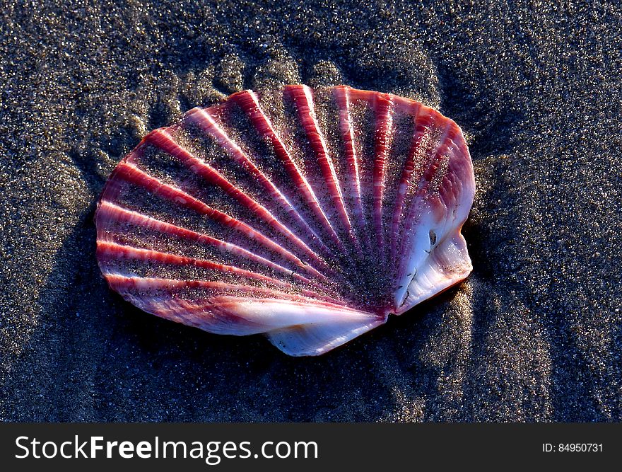 Scallop Shell On The Sands.