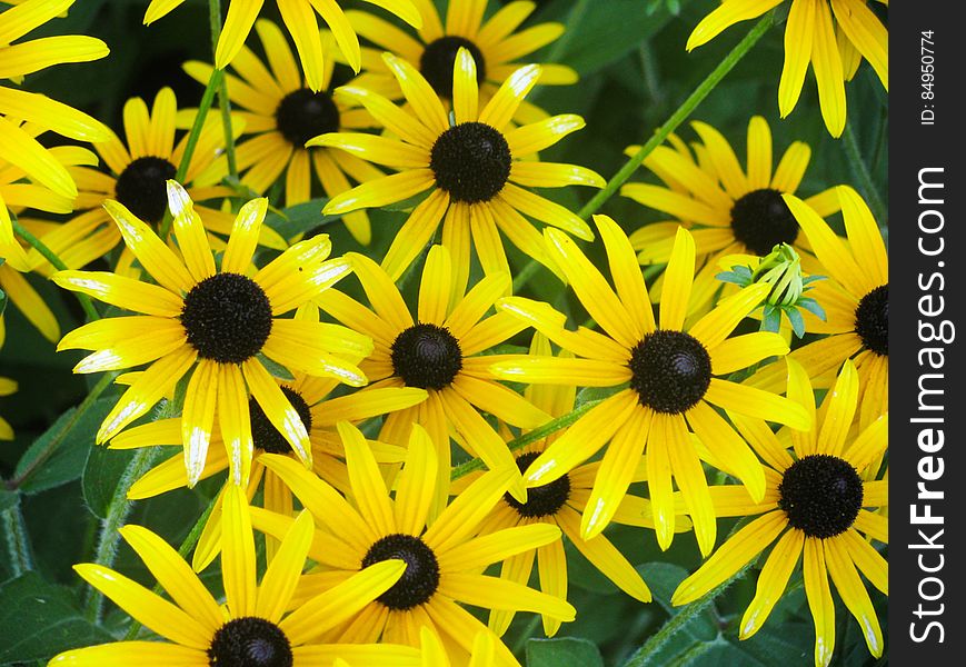 Group Of Yellow Daisies