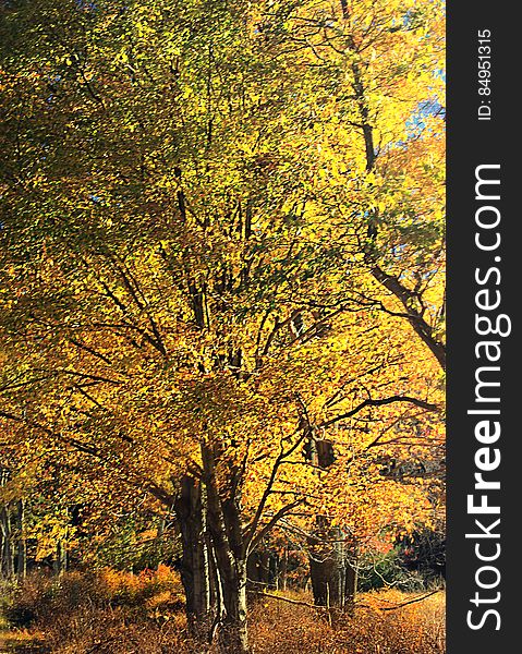 Northern hardwood forest, Monroe County, within State Game Land 168. I&#x27;ve licensed this photo as CC0 for release into the public domain. You&#x27;re welcome to download the photo and use it without attribution. Northern hardwood forest, Monroe County, within State Game Land 168. I&#x27;ve licensed this photo as CC0 for release into the public domain. You&#x27;re welcome to download the photo and use it without attribution.