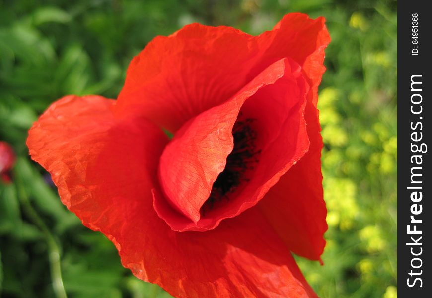 Barely Opened Poppy Petals