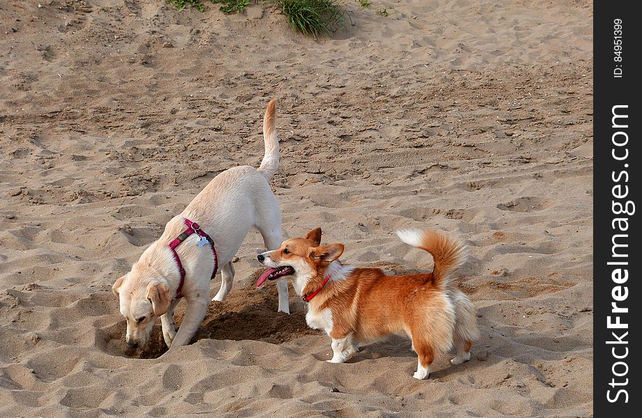 Sun made a great labrador friend at the beach yesterday. They collaborated to dig to China. Sun made a great labrador friend at the beach yesterday. They collaborated to dig to China.