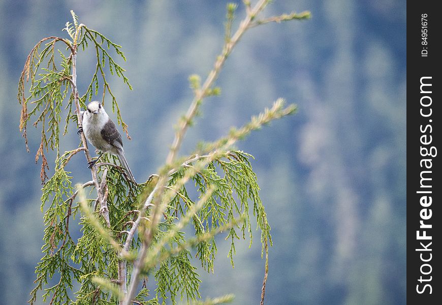 Yew Lake Hike At Cypress --victoriaday-2015-vancouver-em10-20150518-P5180097