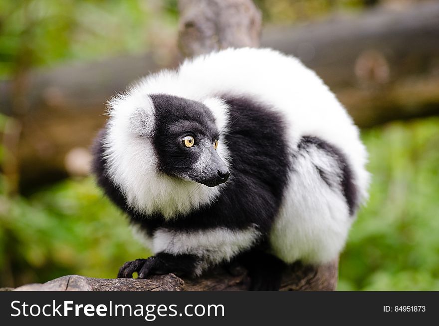 Black and white Ruffed Lemur