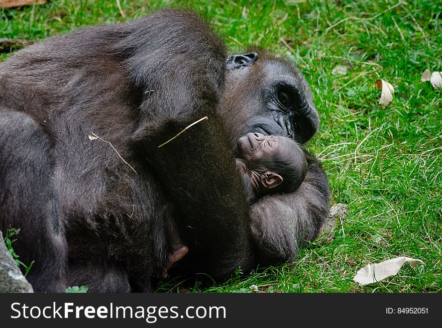 Gorilla With Baby
