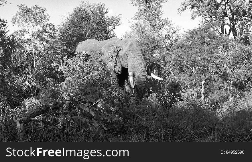 elephant south africa Makutsi Safari Lodge. elephant south africa Makutsi Safari Lodge